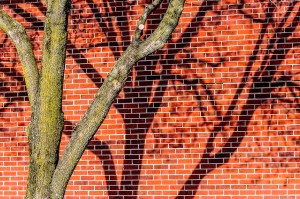 Two Trees - Photographer Alex Sablan Two Trees - Photographer Alex Sablan