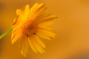 Washed in Gold by Alex Sablan taken at Wegerzyn Gardens MetroPark