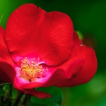 Deep Red - Dayton Photographer Alex Sablan
