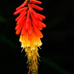 Matchstick - Dayton Photographer Alex Sablan