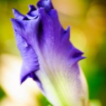 Purple Gradient - Dayton Photographer Alex Sablan