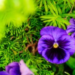 Purple on Green - Dayton Photographer Alex Sablan