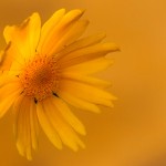 Washed in Gold - Dayton Photographer Alex Sablan