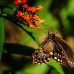 Butterfly House - Dayton Photographer Alex Sablan Butterfly House - Dayton Photographer Alex Sablan