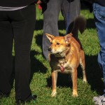 Dogs Need to Walk Too - Dayton Photographer Alex Sablan