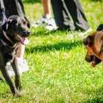 Dogs Need to Walk Too - Dayton Photographer Alex Sablan
