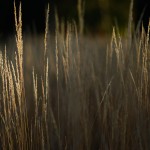 Morning Light - Dayton Photographer Alex Sablan Morning Light - Dayton Photographer Alex Sablan
