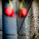 Flowers at the Wall - Dayton Photographer Alex Sablan Flowers at the Wall - Dayton Photographer Alex Sablan