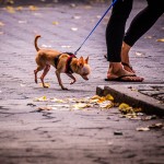 Hudson River Walk Chihuahua - Dayton Photographer Alex Sablan Hudson River Walk Chihuahua - Dayton Photographer Alex Sablan