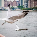 Roosevelt Island Gulls