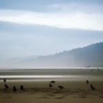 Birds on Pacific Beach, Washington