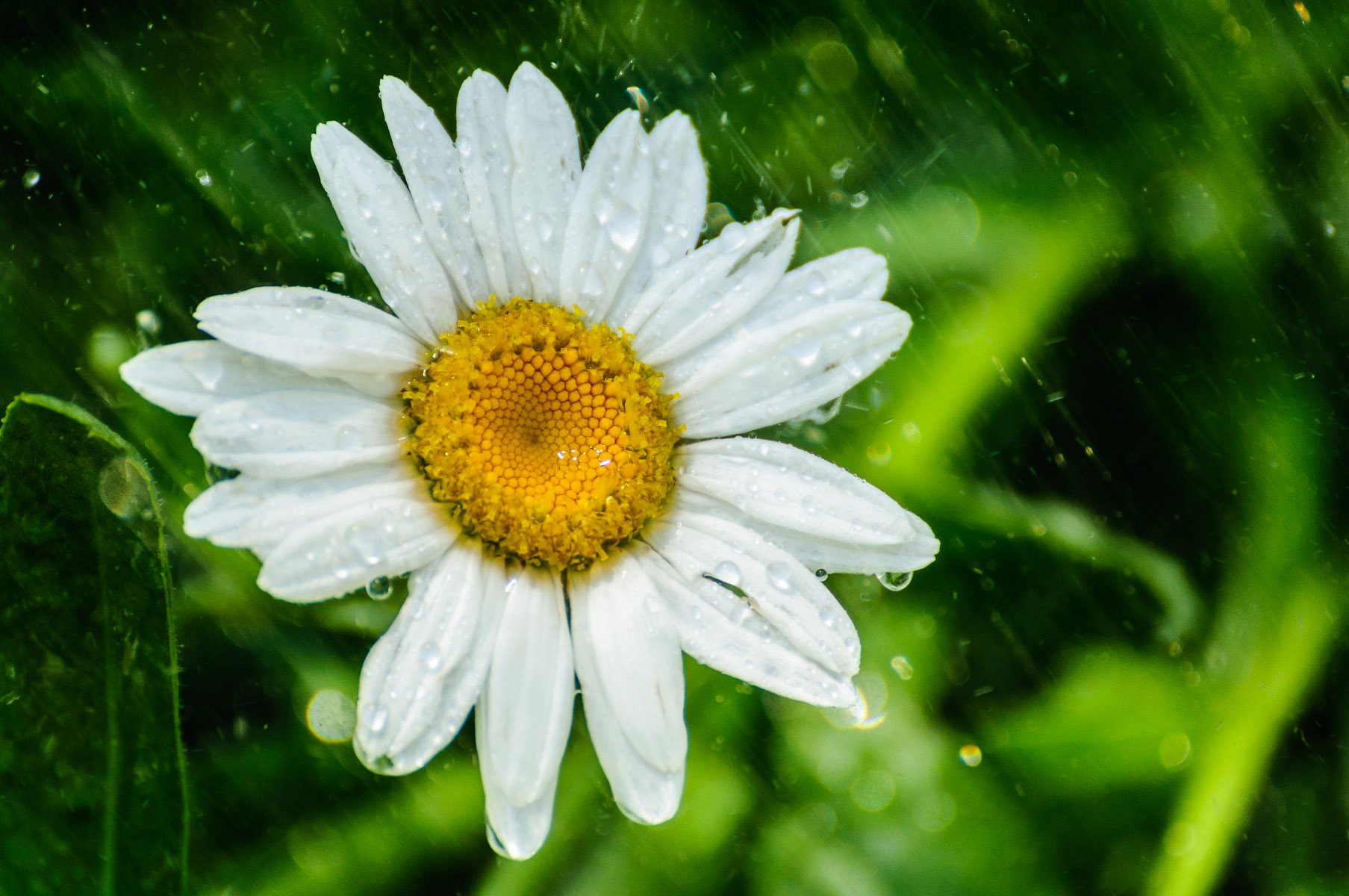 Sprinklers On! - Dayton Photographer Alex Sablan