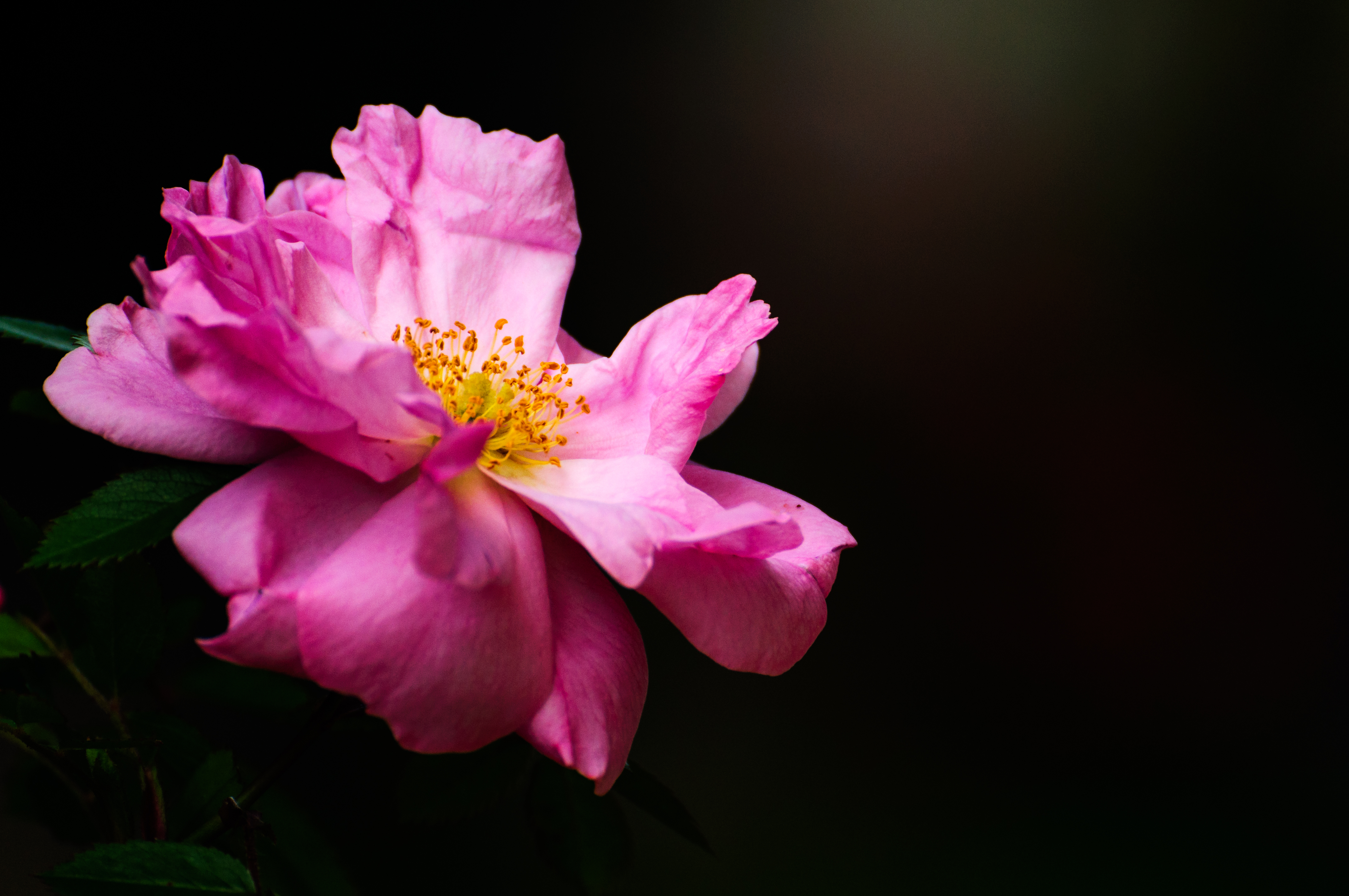 Pink - Dayton Photographer Alex Sablan