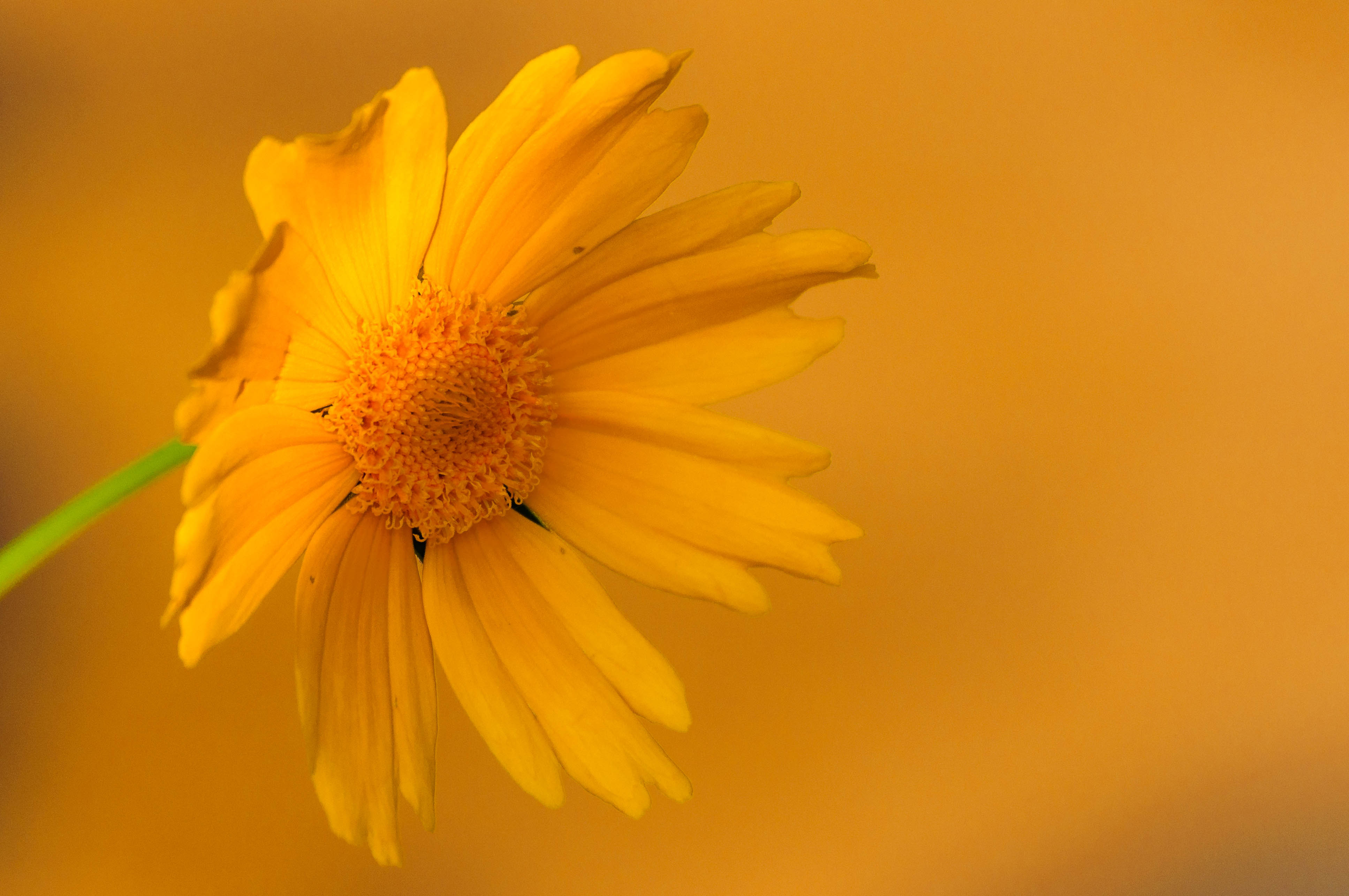 Washed in Gold - Dayton Photographer Alex Sablan